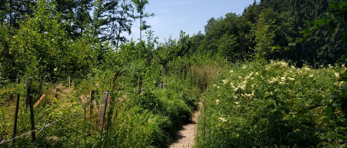 Wallerseerunde vom Strandbad Seekirchen